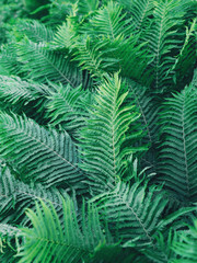 Fototapeta na wymiar Natural background with fern leaves