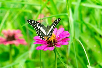 Fototapeta na wymiar Colorful zinnia flowers,Butterfly and bug drinking nectar from zinnia flowers on the spring morning.