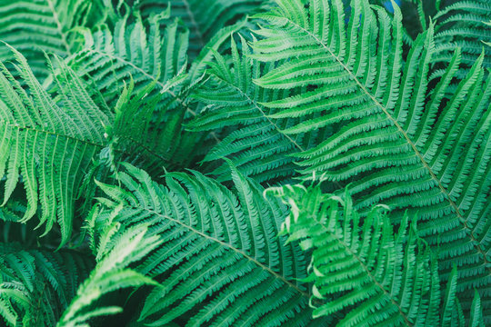 Natural background with fern leaves