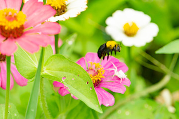 Obraz premium Colorful zinnia flowers,Butterfly and bug drinking nectar from zinnia flowers on the spring morning.
