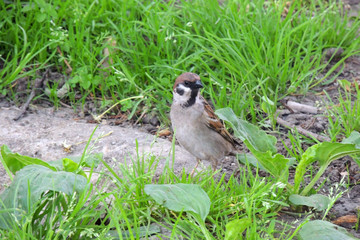 Naklejka na ściany i meble Male house sparrow or Passer domesticus is a bird of the sparrow family
