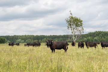 black bulls walk in the field