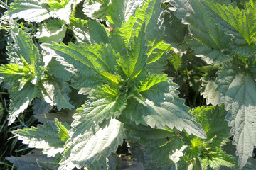 Young Nettle Close-up