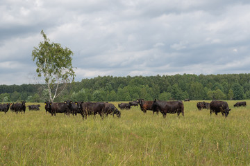 black bulls walk in the field