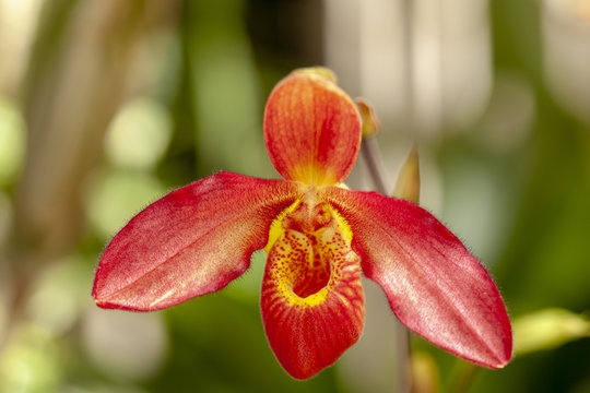 Beautiful Springtime Blooming Orchid In The Hothouse On The Biltmore Estate In North Carolina