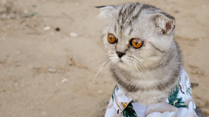 Scottish fold cat wearing a shirt at the beach.