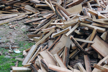 Harvesting firewood for the winter