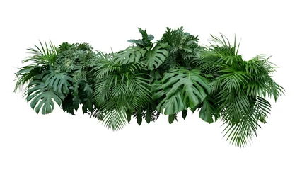 Poster Im Rahmen Tropische Blätter Laub Pflanze Dschungel Busch Blumenarrangement Natur Hintergrund isoliert auf weißem Hintergrund, Beschneidungspfad enthalten. © Chansom Pantip