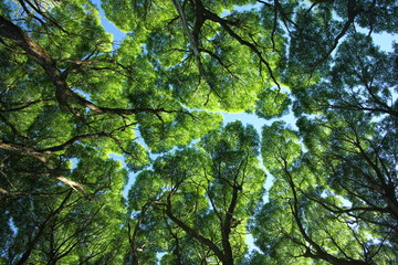 Crack willow ( salix fragilis ) crone. 