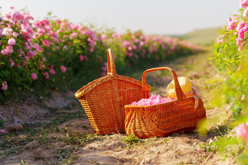 Basket with flower from pink oil roses.