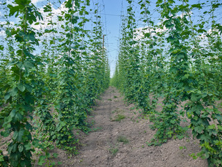 Plants: Row of young bines in a hop yard in Eastern Thuringia