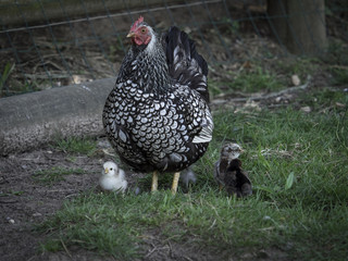 Speckledy hen with chicks. The Speckledy is a modern hybrid and comes from a Rhode Island Red crossed with a Maran