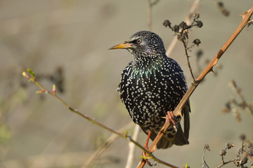 Common Starling on a branch