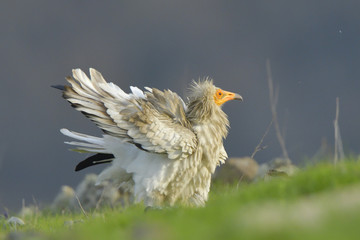 Egyptian Vulture on the ground