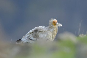 Egyptian Vulture picking wool for nest