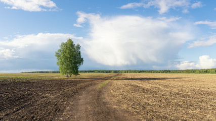Fototapeta na wymiar панорама сельского поля летом, Россия, июнь,