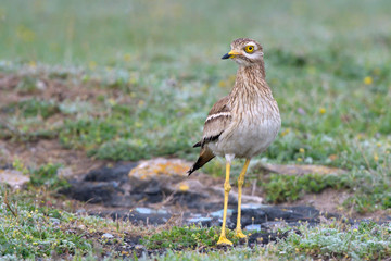 Eurasian stone curlew on the ground