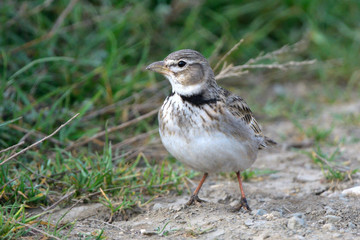 Calandra lark on the ground