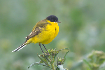 Yellow Wagtail in Springtime