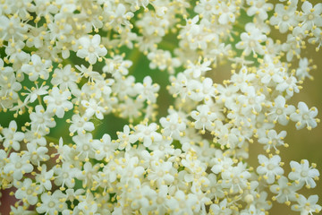 Black Elderberries flowers close