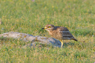 stone curlew on a steppe habitat