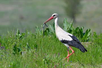 White stork eating a snake