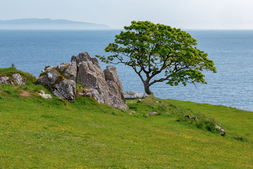 old crooked tree on a cliff at the sea