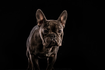Black French Bulldog on black background