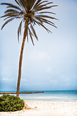 Fototapeta premium tropical resort with palm trees
