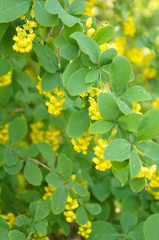 Berberis koreana or korean barberry green plant with yellow flowers