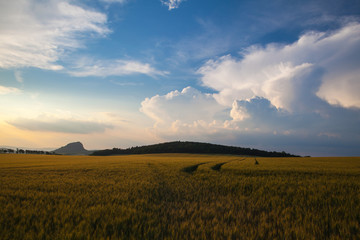 Summer landscape with wheat field and stormy clouds