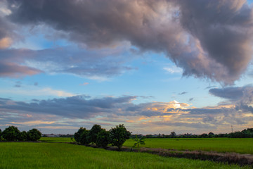Obraz na płótnie Canvas The sunset behind paddy fields and trees.