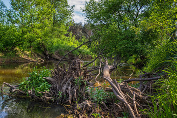 Rzeka Grabia w centralnej Polsce. © Senatorek