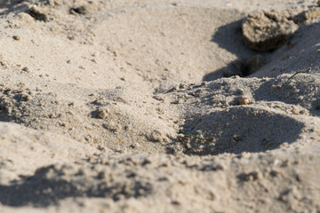 Beach Sand