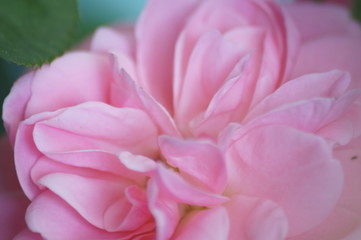 Fototapeta premium Rose im Macro