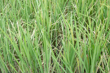 water wheel in nature farm