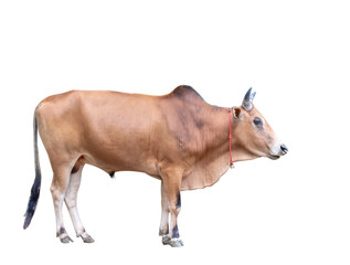 ox animal, male cow - obrazy, fototapety, plakaty