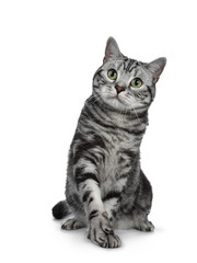 Handsome black silver tabby British Shorthair cat sitting / playing with one paw lifted isolated on white background and looking up