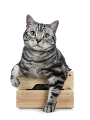 Handsome black silver tabby British Shorthair cat sitting sitting in wooden box with paws outside isolated on white background and looking at camera