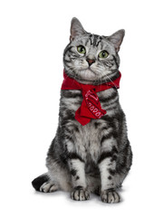 Handsome black silver tabby British Shorthair cat sitting straight up wearing a typical Dutch 'boerenzakdoek' around his neck isolated on white background and looking at camera