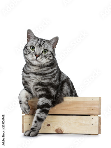 Handsome Black Silver Tabby British Shorthair Cat Sitting Sitting