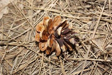 Pine cone