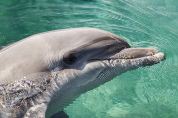 The yong Bottlenose dolphin is swimming in red sea