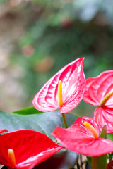 Red Anthurium in garden.