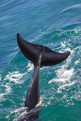 Tail. The yong Bottlenose dolphin is swimming in red sea