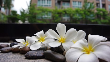 Beautiful Plumeria flowers on the flore with building background.
