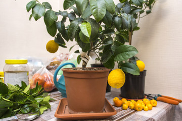 Volkamer variety lemon plant with ripe bright orange fruits in a brown pot near cut branches and other citrus fruits, indoor culture of growing citrus plants, close-up