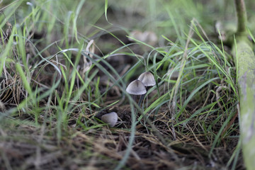 Mushrooms