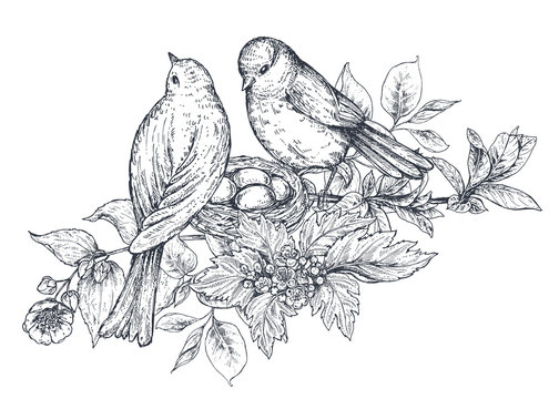 Set of hand drawn ink sketch birds nest chicks Vector Image