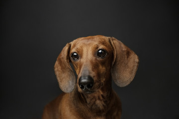 Portrait of a cute dachshund dog of red color in front of a dark background. 